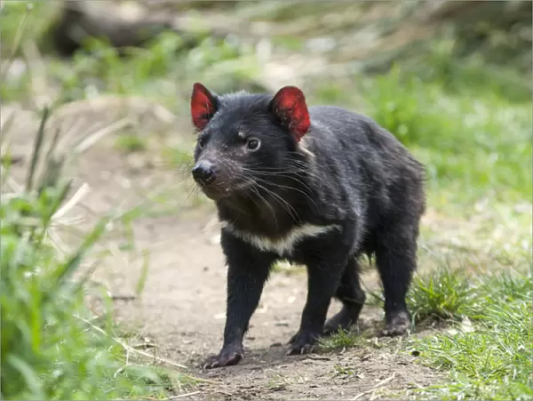 Tasmanian devil (Sarcophilus harrisii), Bonorong Wildlife Sanctuary, Tasmania. October