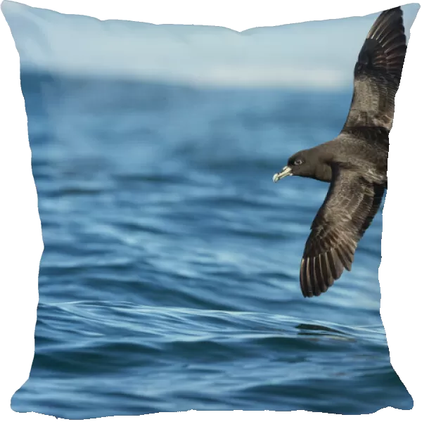 White chinned petrel (Procellaria aequinoctialis) in flight low over the water off