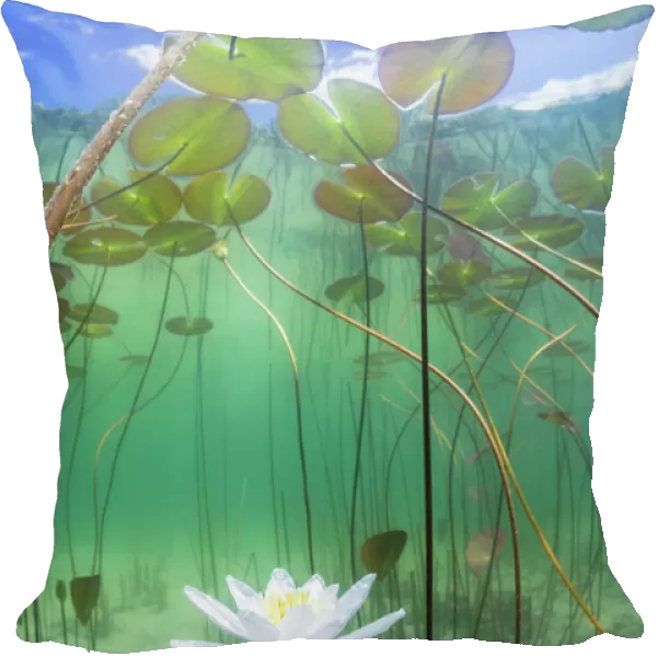 Water lily (Nymphaea alba) flower underwater in lake, Ain, Alps, France, June