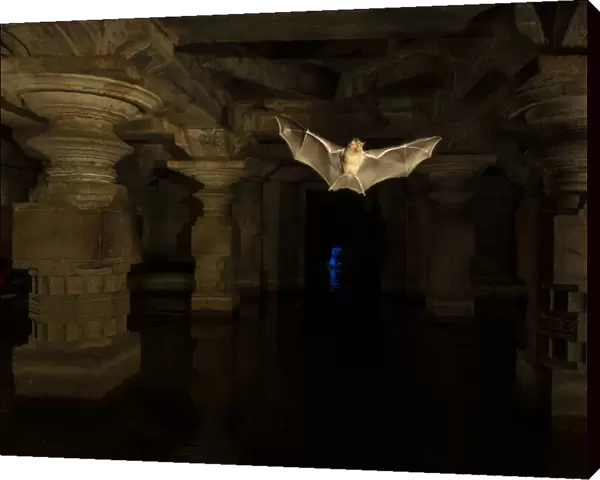 Schneiders leaf-nosed bats (Hipposideros sperosis) in half submerged old temple