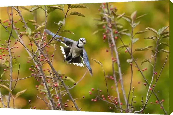 Blue jay (Cyanocitta cristata) in flight carrying an acorn that it will cache for winter