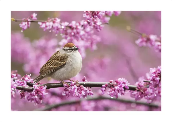 Chipping sparrow (Spizella passerina), adult perched in flowering eastern redbud in