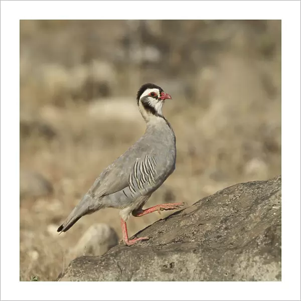 Arabian partridge (Alectoris melanocephala) Al Mughsayl, Oman, November
