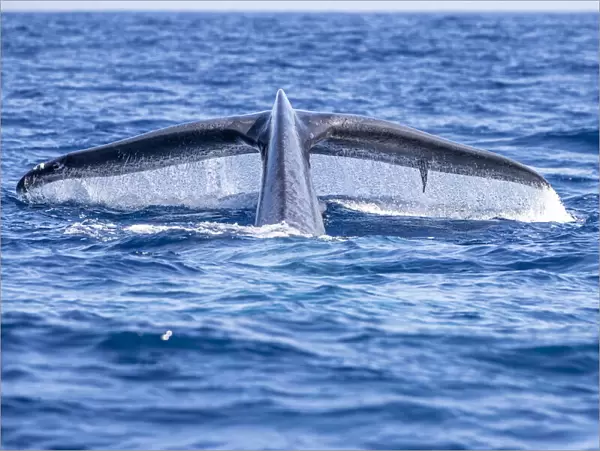 Tail of Blue whale diving (Balaenoptera musculus brevicauda