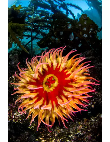 White-spotted anemone  /  Strawberry anemone (Utricina lofotensis