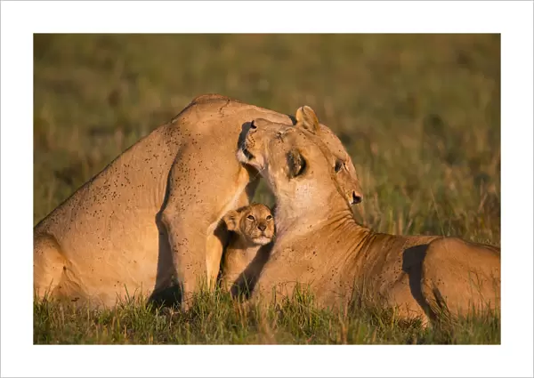 Lion (Panthera leo), females interacting, with cub, Masai Mara, Kenya