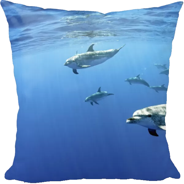 Atlantic spotted dolphins, (Stenella frontalis), Formigas Islet dive site