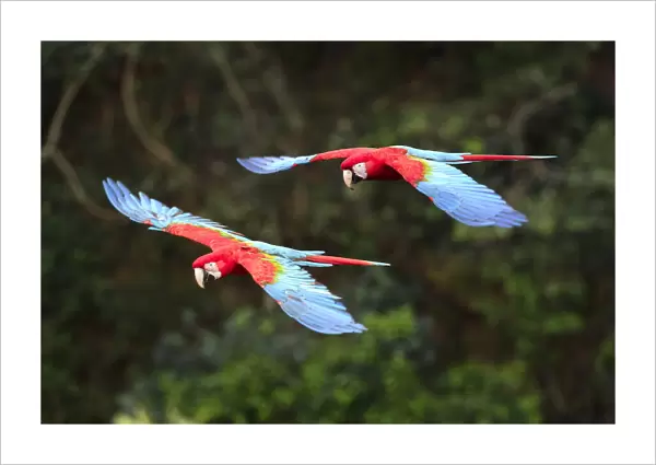 Red-and-green macaws (Ara chloropterus) in flight over forest canopy