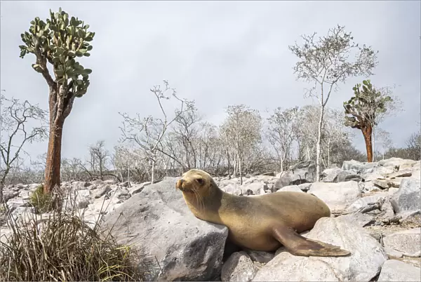 Galapagos sea lion (Zalophus wollebaeki) young male resting among giant cacti away
