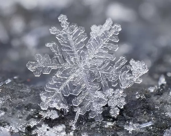 Close up of indiviual snow flake on garden table, Hertfordshire, England, UK