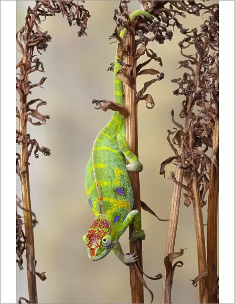 Minors chameleon (Furcifer minor), female, climbing down dried plant stalk