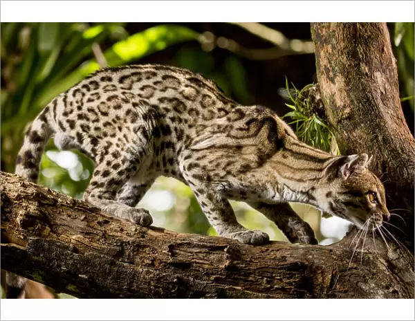 Margay (Leopardus wiedii) on tree branch, Belize, Central America. 2017. Captive