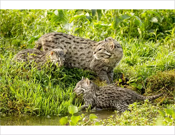 Fishing cat (Prionailurus viverrinus) with two kittens, age 4 weeks