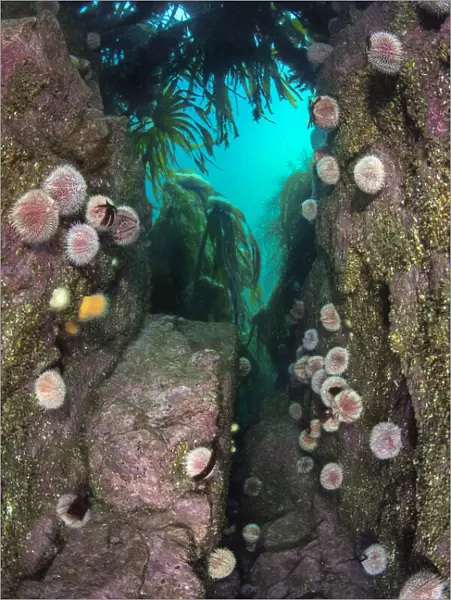 Aggregation of Common sea urchins (Echinus esculentus) beneath Cuvie kelp