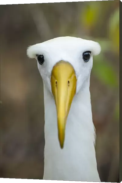 Waved albatross (Phoebastria irrorata) head portrait, Espanola Island, Galapagos