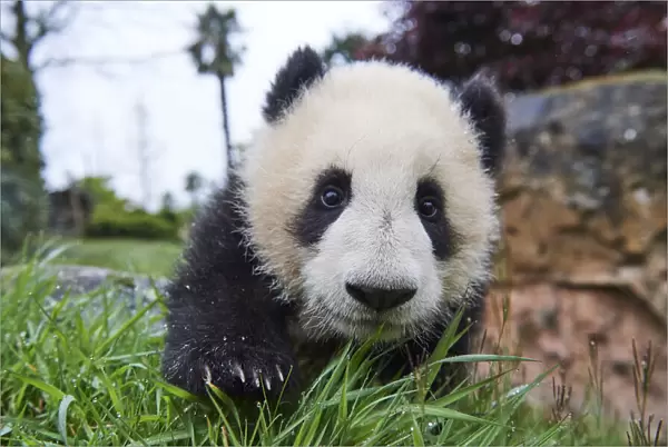 Giant panda (Ailuropoda melanoleuca) cub, Huanlili, aged 8 months, investigating the enclosure, Beauval ZooPark, France, April, 2022. Captive