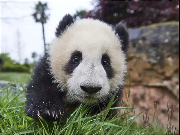 Giant panda (Ailuropoda melanoleuca) cub, Huanlili, aged 8 months, investigating the enclosure, Beauval ZooPark, France, April, 2022. Captive