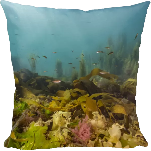 Diverse array of algae species including Sargassum weed (Sargassum horneri), Kelp (Laminariales), Sea lettuce (Ulva lactuca) on shallow reef with juvenile Pollock (Pollachius pollachius) and Ballan wrasse (Labrus bergylta) swimming above, Falmouth