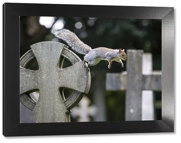 Grey squirrel (Sciurus carolinensis) jumping between gravestones in a churchyard, near Bristol, UK. October
