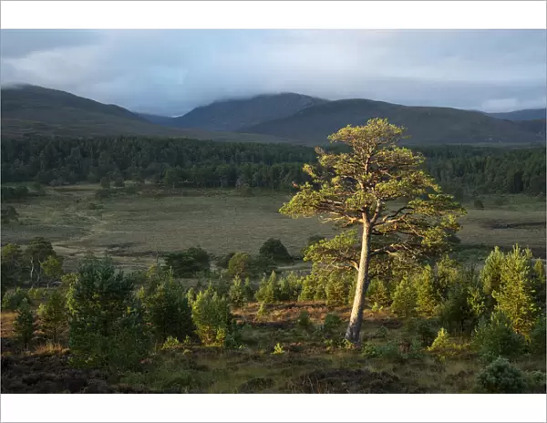 Scots pine (Pinus sylvestris) and regenerating trees, Abernethy Forest, Cairngorms National Park, Scotland, UK. September