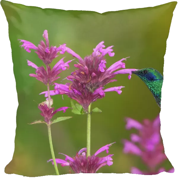 Mexican violetear hummingbird (Colibri thalassinus) feeding on pink wildflower. Milpa Alta forest, outskirts of Mexico City, Mexico. September