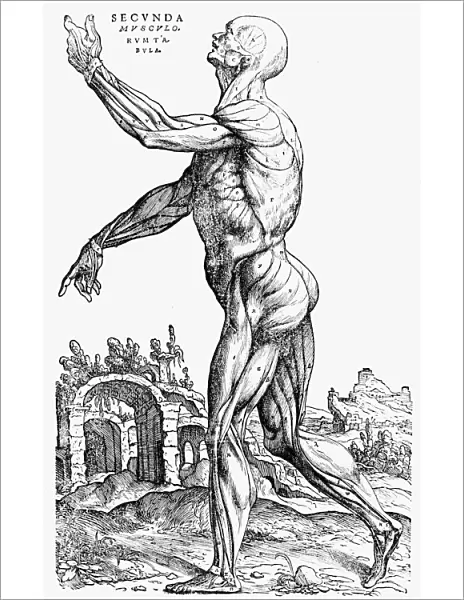 The second plate of the muscles, from Book II of De humani corporis fabrica, 1543. Artist: Andreas Vesalius