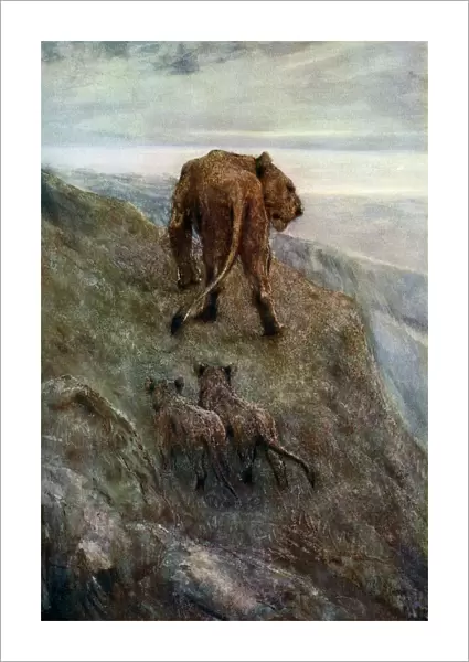 On the Alert - Lioness and Cubs, c1878-1910, (1912). Artist: John MacAllan Swan