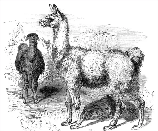 Llamas, c1880