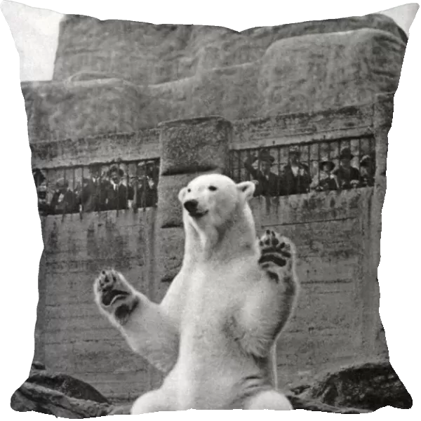 Polar bear on the Mappin Terrace at London Zoo, 1926-1927. Artist: McLeish