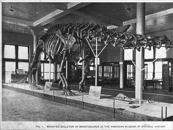 Brontosaurus skeleton, American Museum of Natural History, New York, USA, early 20th century(?)