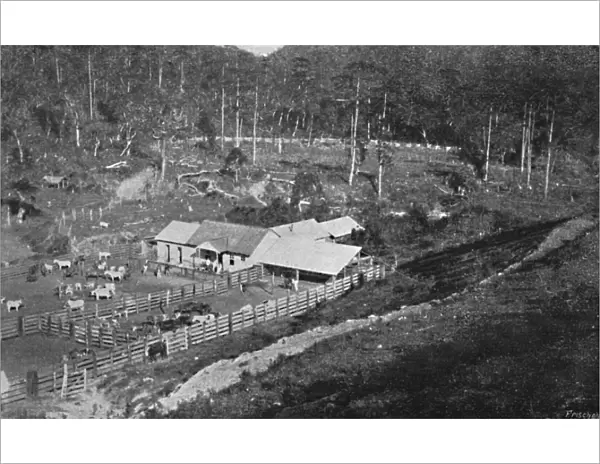 Fazenda de Criacao (Campos do Jordao), (Criacao Farm), 1895. Artist: Axel Frick