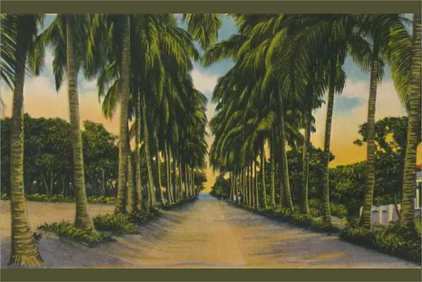 Coconut Avenue, Barranquilla, c1940s