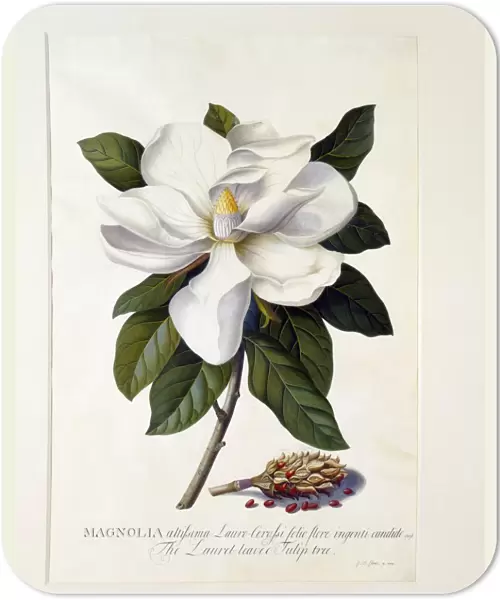 Magnolia Grandiflora, c. 1743 (hand coloured engraving)