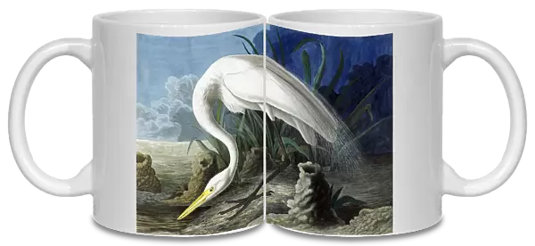 Great Egret, Casmerodius Albus, 1845