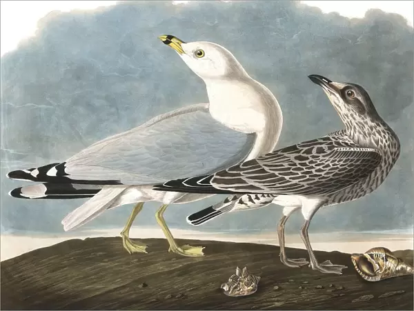 Ring-Billed Gull, Larus Delawarensis, 1845