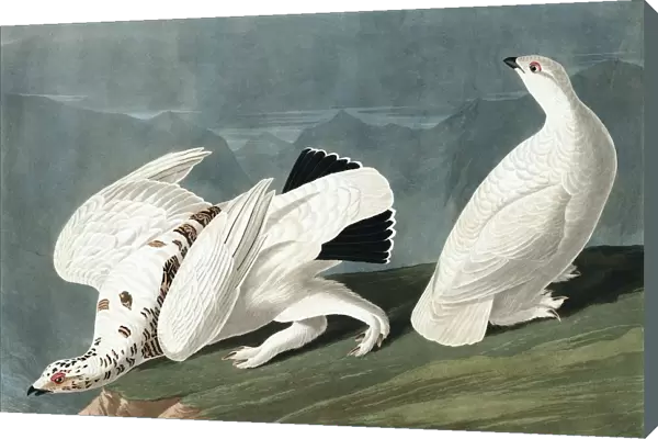 American Ptarmigan, Tetrao Mutus: White Tailed Grous, Tetrao Leucurus, 1845