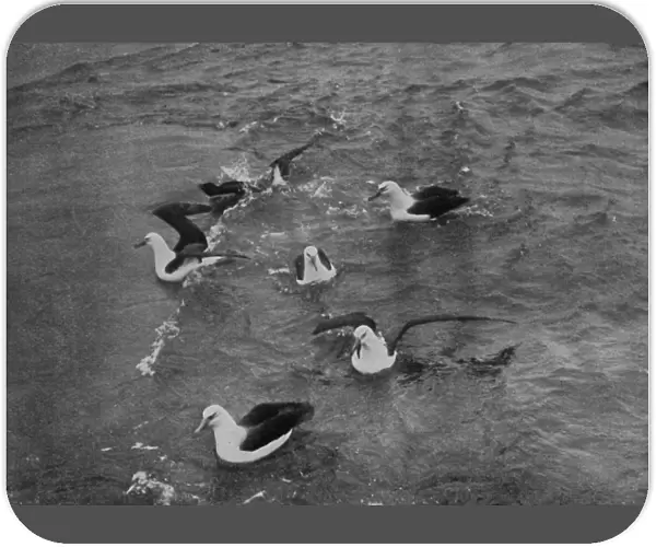 Albatrosses Foraging in the Wake of the Terra Nova, c1910–1913, (1913)