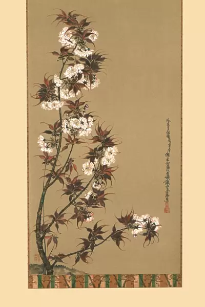 The Cherry Blossoms of Mikawa, 19th century, (1886). Artist: Wilhelm Greve