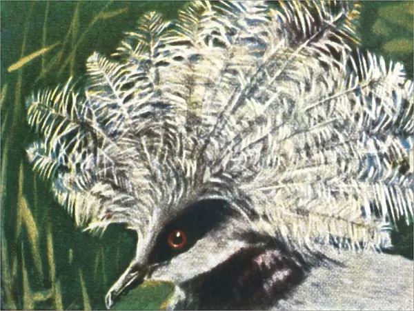 Western crowned pigeon, c1928. Creator: Unknown