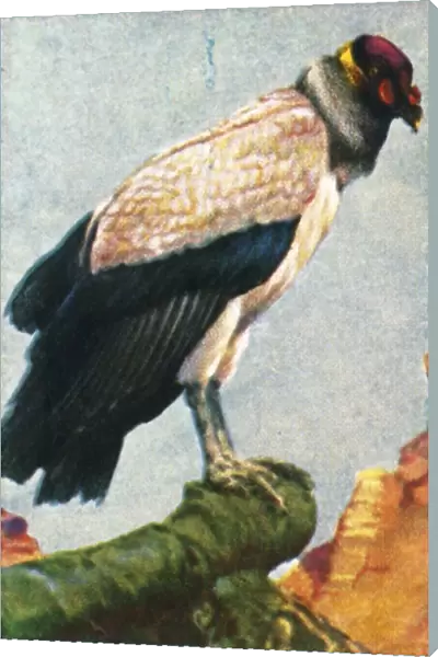 King vulture, c1928. Creator: Unknown