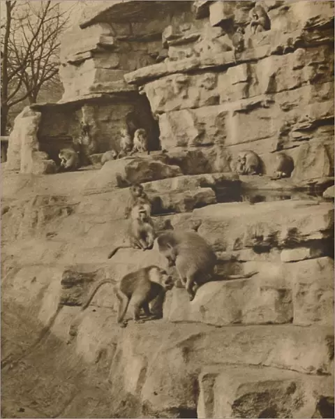Baboons in their Natural Surroundings on the Monkey Hill, c1935. Creator: Unknown