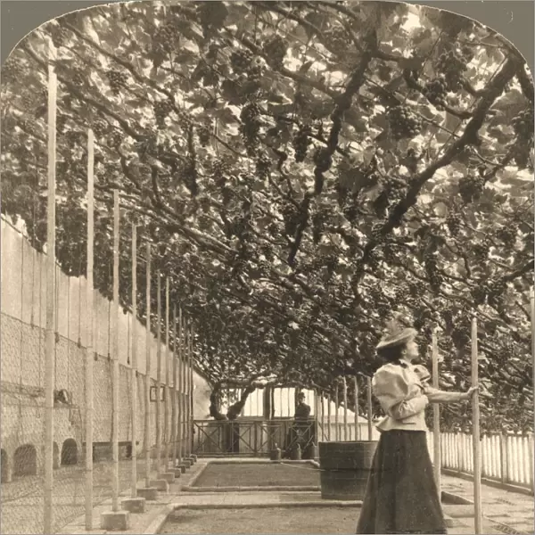 The Oldest Grapevine in the World, Hampton Court Palace, (planted 1768) England, 1897