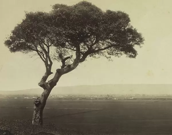 Untitled (Landscape near Watsonville, California), c. 1879. Creator: Eadweard J. Muybridge