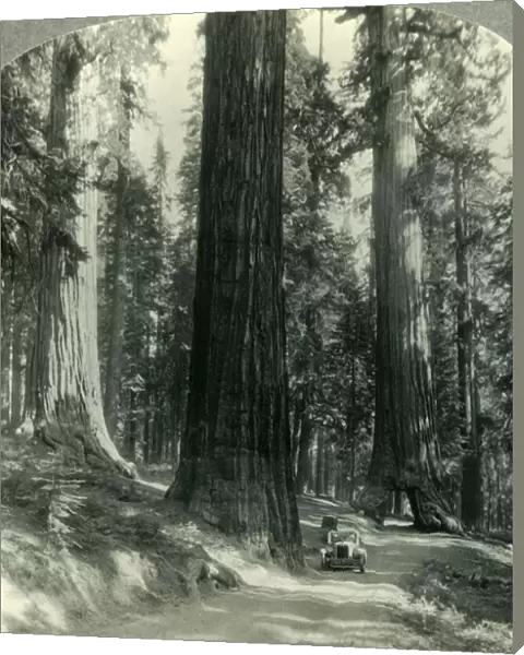 The Wawona Tunnel, Tree and Surrounding Forest, Mariposa Grove, Yosemite Nat. Park, Calif