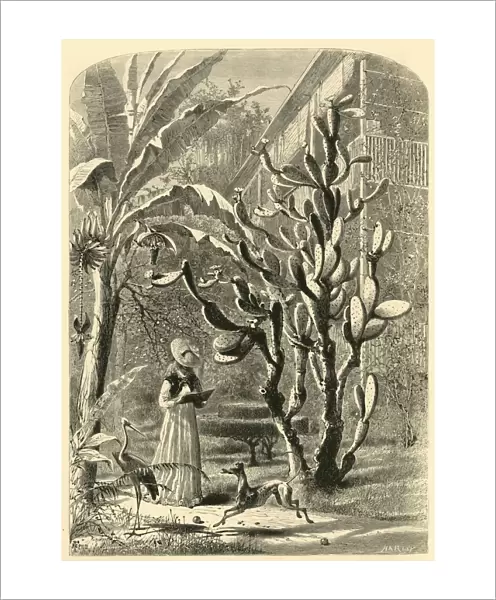 A Garden in Florida, 1872. Creator: John J. Harley