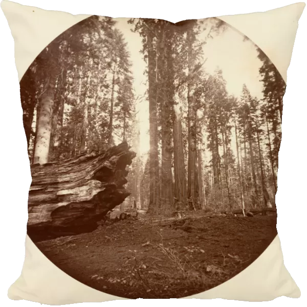 The Mother of the Forest From the Father of the Forest - Calavaras Grove, ca. 1878