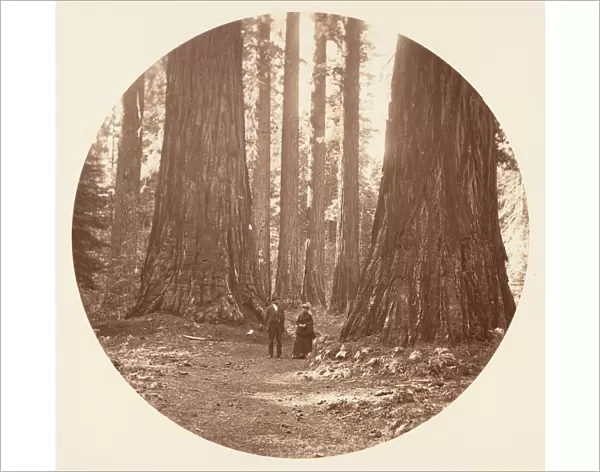 The Three Graces Seen Through the Bryant and Seward Calaveras Grove, ca. 1878