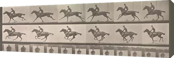 [Horse and Rider Galloping], 1883-86, printed 1887. Creator: Eadweard J Muybridge