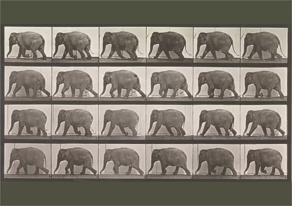 Animal Locomotion. An Electro-Photographic Investigation of Consecutive Phases of Animal