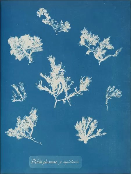 Ptilota plumosa. B capillaris, ca. 1853. Creator: Anna Atkins